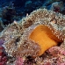 anemonefish_pink_lk_h_0705_png1163.jpg